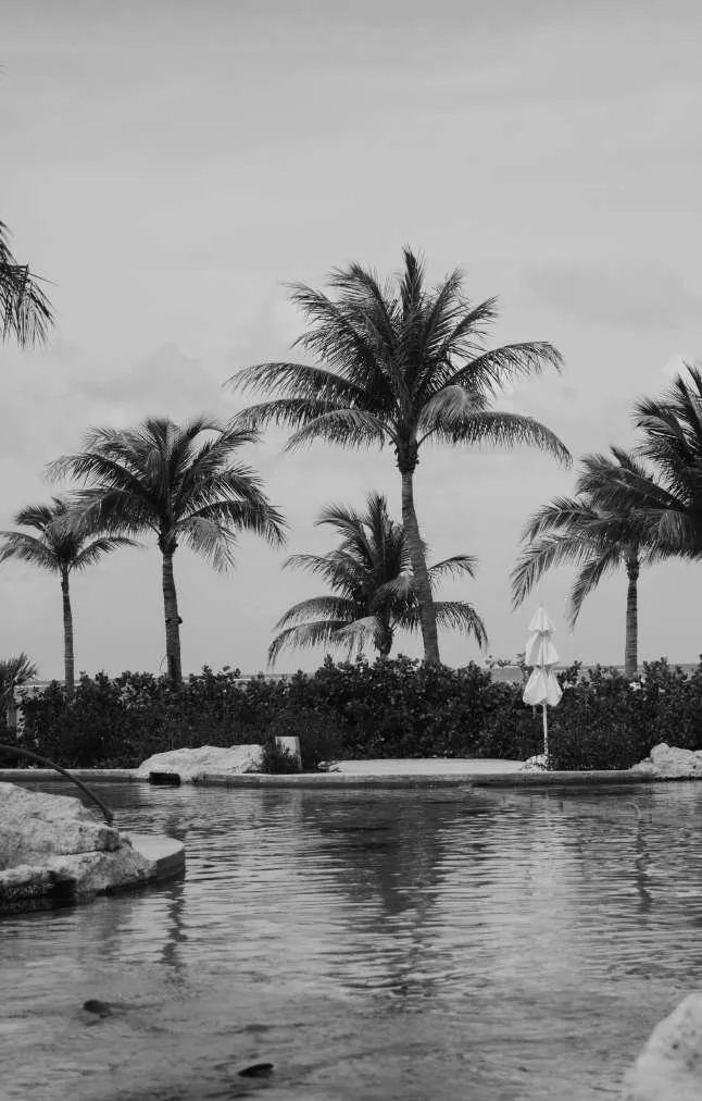 Palms by the water, in black and white
